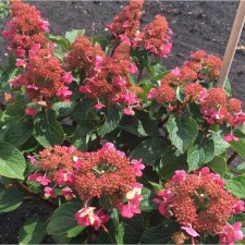Saphenet Hydrangea Smiling 