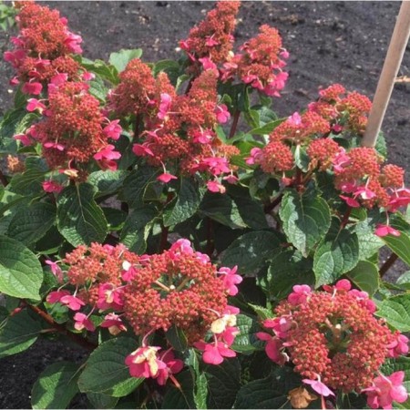 Saphenet Hydrangea Smiling "Infinity", pot C1.5, summer 2024