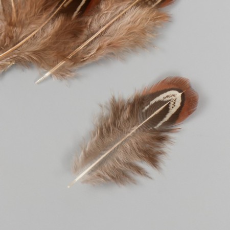 Decorative pheasant feather "Rice. Brown" set 20 pcs h = 5-7 cm-2