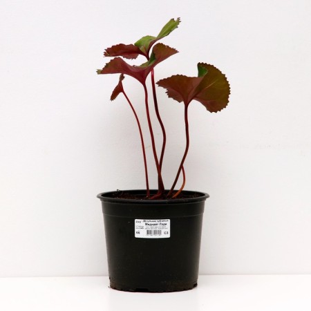 Buznil Tozhny Midnight Lady, C3 pot, H10-50 height, 1 pc, summer 2024