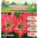 Amarillis shallow blossoming "Sleeping Beauty New", 24/26, 1 pc, spring 2024