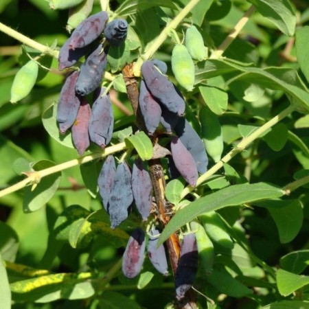 Honeysuckle edible nymph, C5 pot, 1 pc, summer 2024
