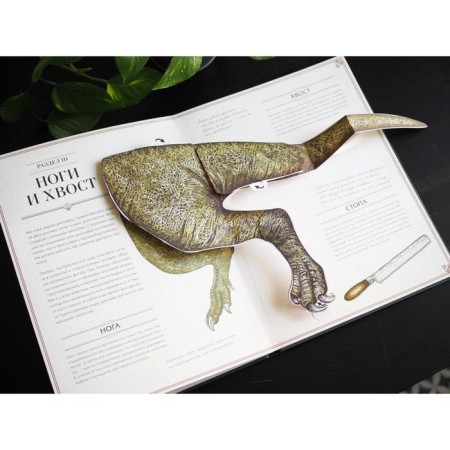 Tyrannosaurus Rex. Interactive paranorama book. Dixon D.-7