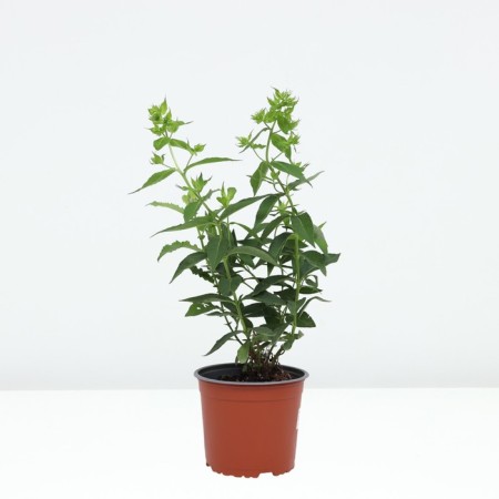 Flox blunt-linked legged, pot C2, 1 pc, summer 2024-1