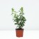 Flox blunt-linked legged, pot C2, 1 pc, summer 2024
