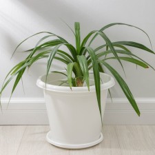 Pot with the Podon 