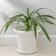 Pot with the Podon "Economy", 10 l, white color