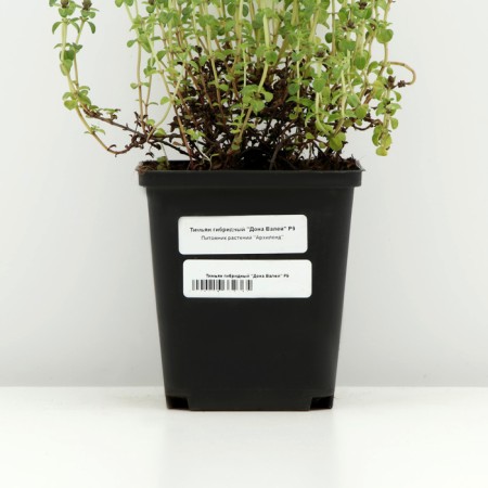 Timyan hybrid "Don Valya", P9 pot, 1 pc, spring 2024-3