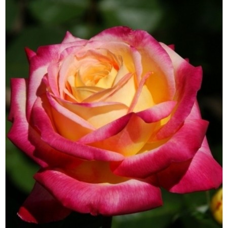 Sahenian Rosa Tea-Hibride "East Express", 1 pc, spring 2024