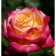 Sahenian Rosa Tea-Hibride "East Express", 1 pc, spring 2024