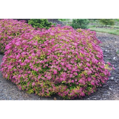 Japanese spirea "Tessa", P9 pot, summer 2024