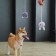 A toy for dogs "Bunny", with a rope