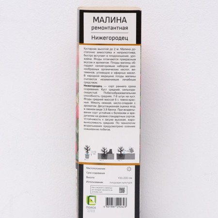 Raspberry repair varieties "Nizhny Novgorod" 1 pc, tube, spring 2025-1