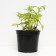 Buzina Black Aurea, C3 Pot, H10-50 Height, 1 pc, Summer 2024