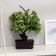 Bonsai "Azorella" 12x28 cm, mix