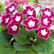 Gloxinia 
