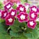 Gloxinia "Blanche de Meru", rr 4/5, 1 pcs