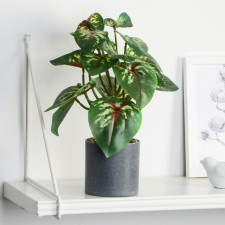 Bonsai in the Pot 