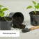 Set for seedlings: glasses of 520 ml (8 pcs), pan 40 × 30 cm, black, Greengo