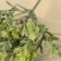 Bouquet "Greens" with spraying, 22 cm (price for 1 pc, packing 6 pcs)