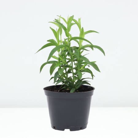 Astra shrub Jenny, pot C2, 1 pc, summer 2024-1