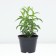 Astra shrub Jenny, pot C2, 1 pc, summer 2024