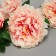 Artificial flowers "Kustovo peony" 5 buds, 15x110 cm, cream