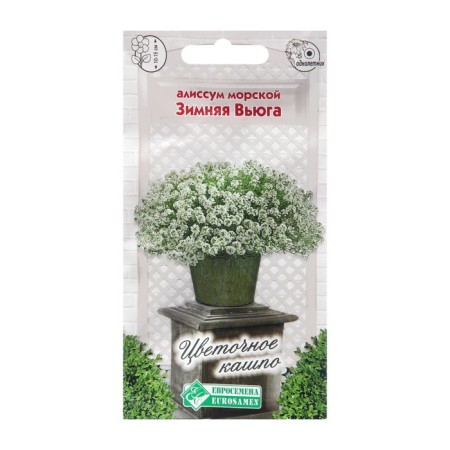 Flowers Alissum Sea "Winter Blizzard", Drage, 5 pcs,