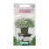 Flowers Alissum Sea "Winter Blizzard", Drage, 5 pcs,