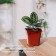 Pot for seedlings, 3 l, d = 16 cm, h = 16 cm, terracotta, Greengo