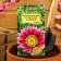 Seeds of Hatsaniy flowers "New Act Pink F1", 4 pcs