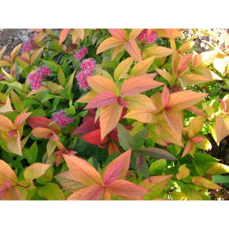 Spirea Japanese macrophyll, s2 pot, H10-50 height, 1 pc, summer 2024