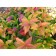 Spirea Japanese macrophyll, s2 pot, H10-50 height, 1 pc, summer 2024