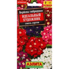 Verbena flowers 