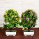 Bonsai in a pot "Tree with small colors" 10x25 cm, mix