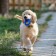 Chewing toy for dogs "needle ring", 9 cm, blue
