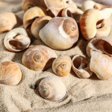A set of shells, 2.5 - 4.5 cm, 100 g