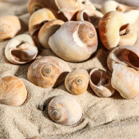 A set of shells, 2.5 - 4.5 cm, 100 g