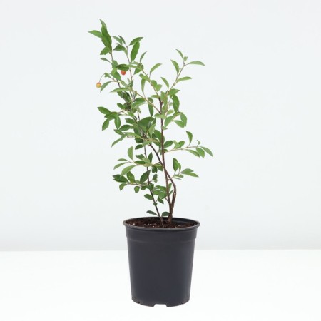 Stepnaya cherries generous, pot s3, 1 pc, summer 2024-1