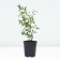 Stepnaya cherries generous, pot s3, 1 pc, summer 2024