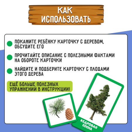 Developing set "coniferous and deciduous trees"-2