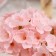 Flowers sakura soap pink, set 50 pcs