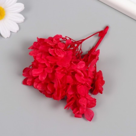 Sukhotzet "hydrangea" red h = 6-6.5 cm-2