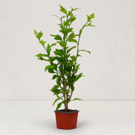 Sirian seedling Syrian "French Cabaret Pastel", pot P9, Summer 2024-1