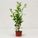 Sirian seedling Syrian "French Cabaret Pastel", pot P9, Summer 2024