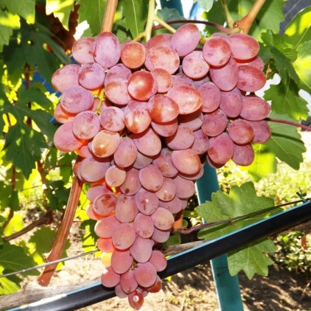 Grapes' seedling "Rumba", tube, spring 2025
