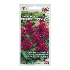 Salvia flowers 