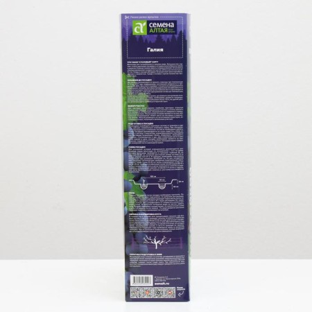 Galia Grape seedling, spring 2024, 1 pc.-1