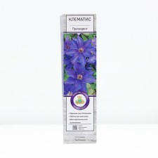 Clematis large -flowered 