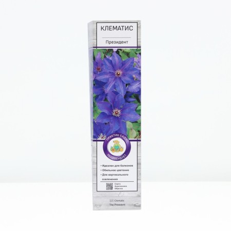 Clematis large -flowered "president", tube, 1 pc, spring 2025